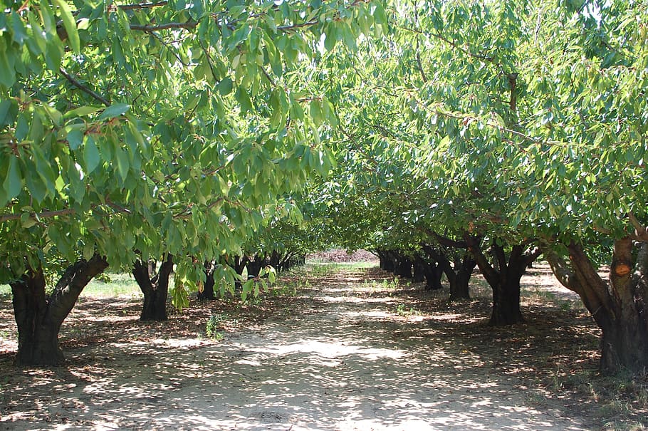 cherry, orchard, trees, nature, fruit, agriculture, leaf, plant HD wallpaper