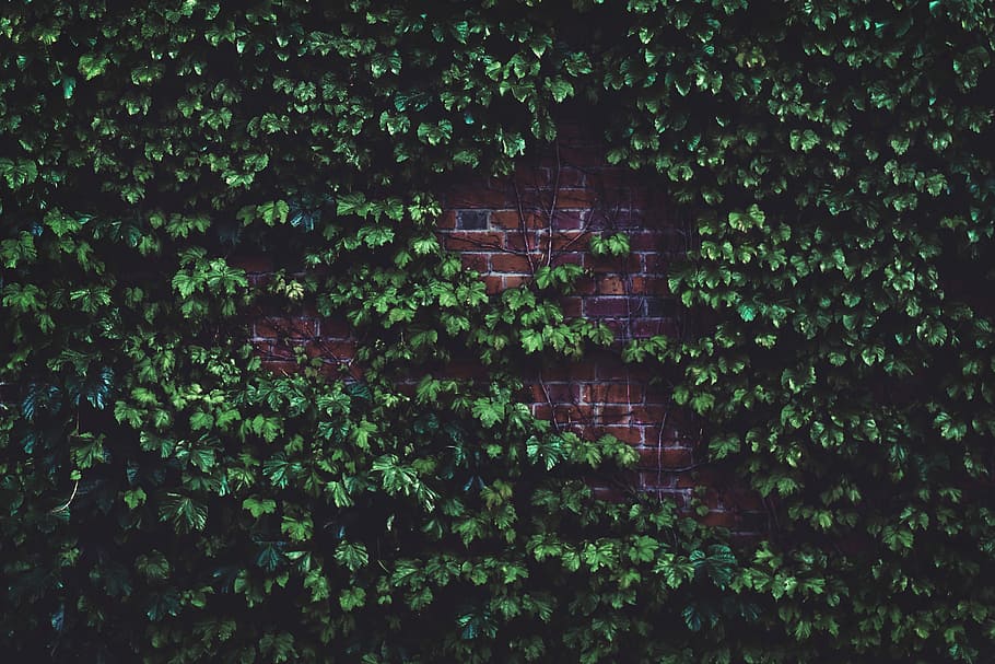 green leafed plant in brick wall, wall covered by green leafed plant