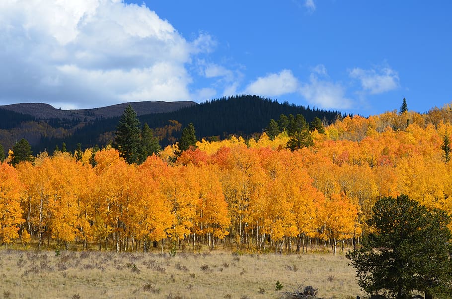 autumn, foliage, forest, yellow, orange, fall, colorful, nature HD wallpaper