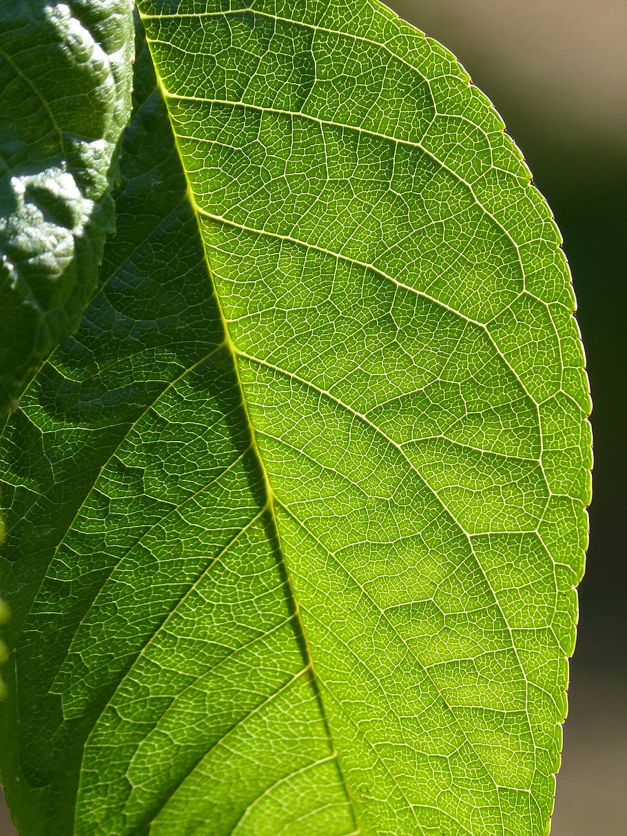 leaf, plant background, ramifications, abstract background HD wallpaper