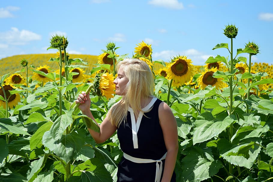 woman standing beside sunflowers, blond, girl, field, smell, summer, HD wallpaper