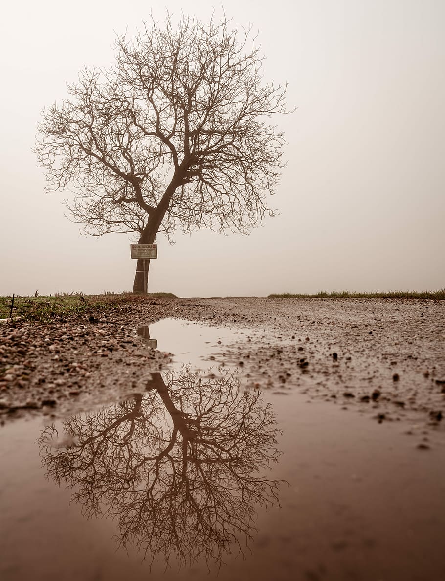 leafless tree beside pathway under gray sky, landscape photograph of bare tree reflex through bodywater, HD wallpaper