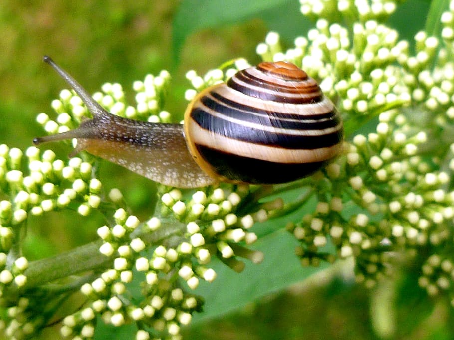 snail on white petaled flowers, garden snail, shell, snail shell HD wallpaper