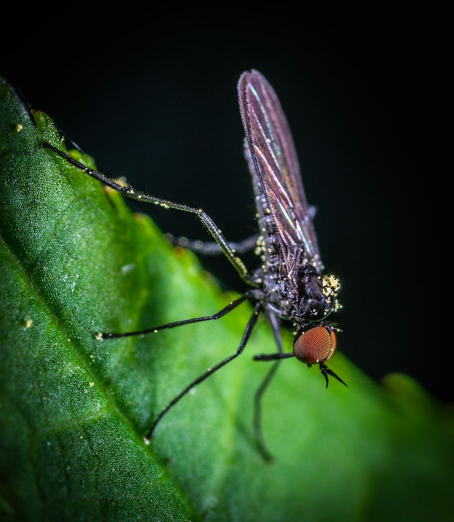 insect, fly, macro, sheet, invertebrate, one animal, animal wildlife HD wallpaper