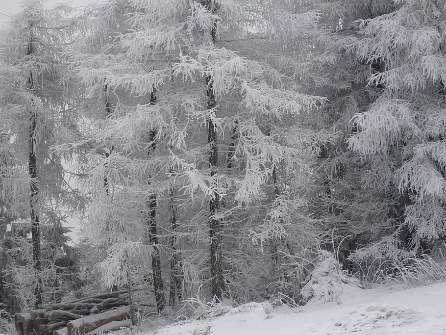 winter, mountains, snow, tree, nature, forest, cold - Temperature HD wallpaper