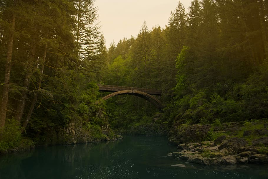 brown concrete bridge near green trees and body of water, river above bridge in between trees at daytime HD wallpaper