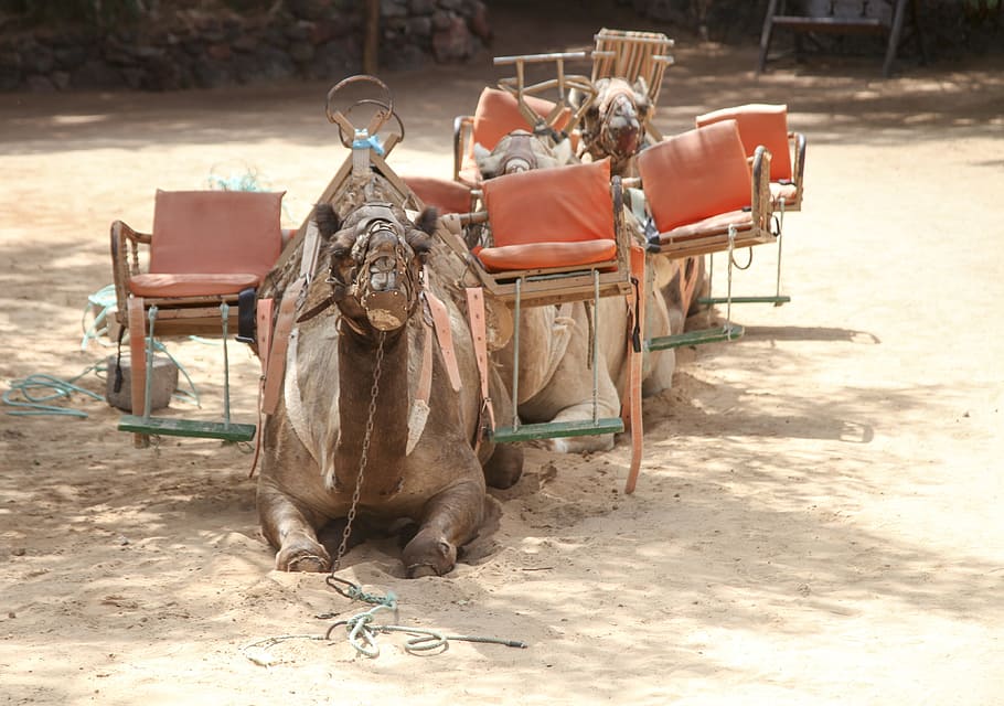 camel, safari, desert, sun, holiday, oasis, desert camp, adventure travel HD wallpaper