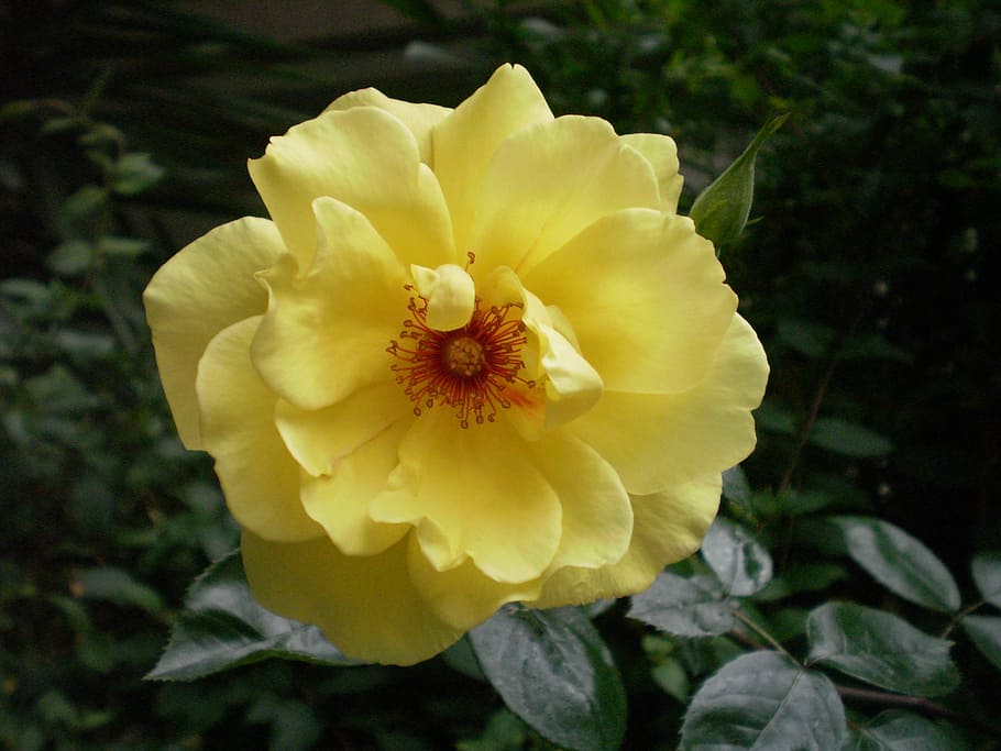 Yellow, Rose, Flower, petal, freshness, fragility, flower head HD wallpaper