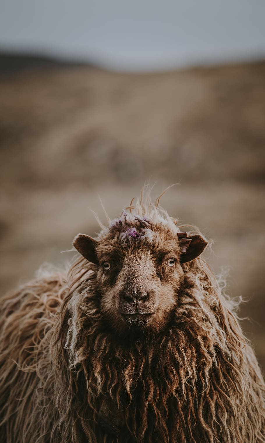 closeup of brown sheep, tilt shift lens photography of gray sheep HD wallpaper