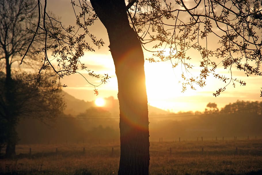dawn, sun, field, light, tree, nature, plant, sunset, sky, beauty in nature HD wallpaper