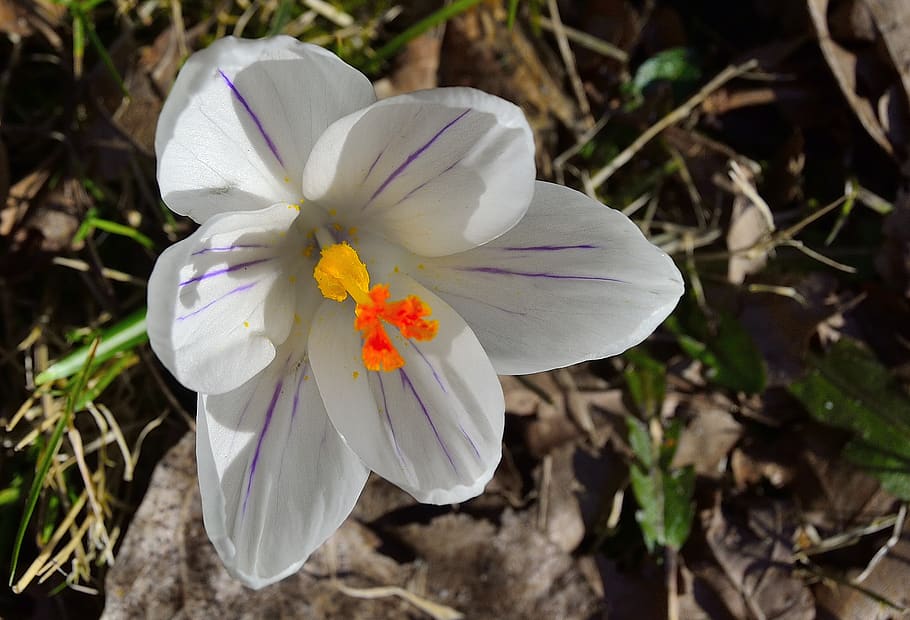 white, spring, flowers, crocus, flowering plant, petal, vulnerability HD wallpaper