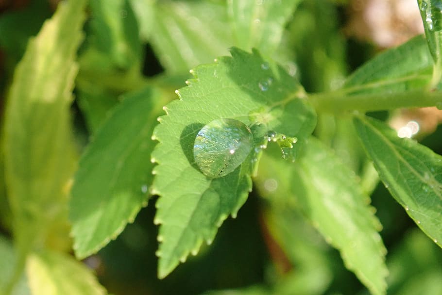 drop, water, wet, clear, raindrop, plant part, green color HD wallpaper