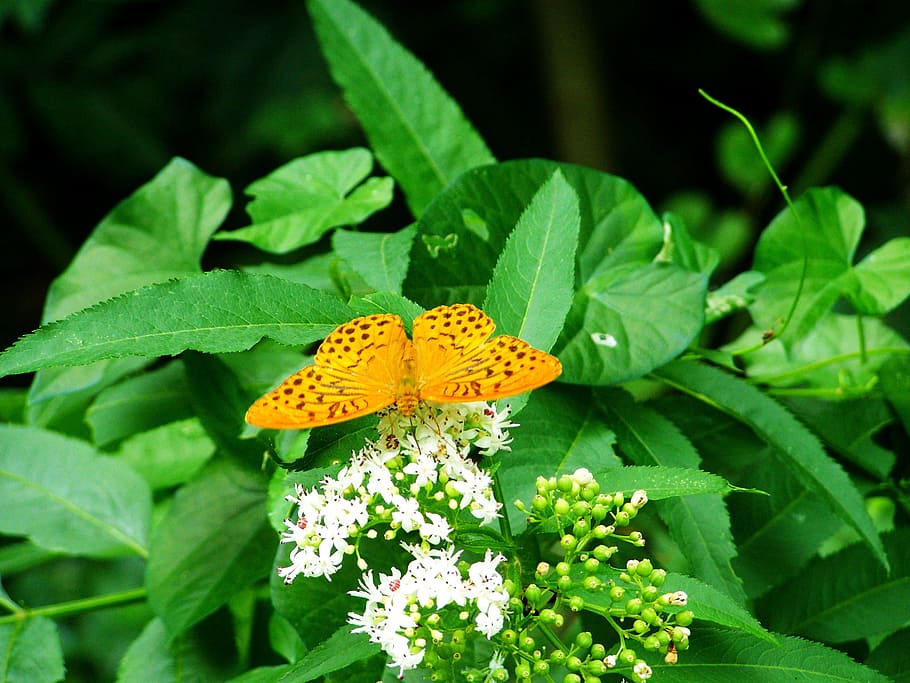 Pearl, Moth, Butterfly, Insect, pearl moth, leaf, green color HD wallpaper
