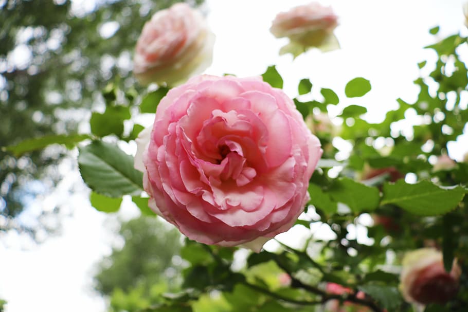 rose, bloom, flower, pink, blossom, nature, floral, blooming HD wallpaper