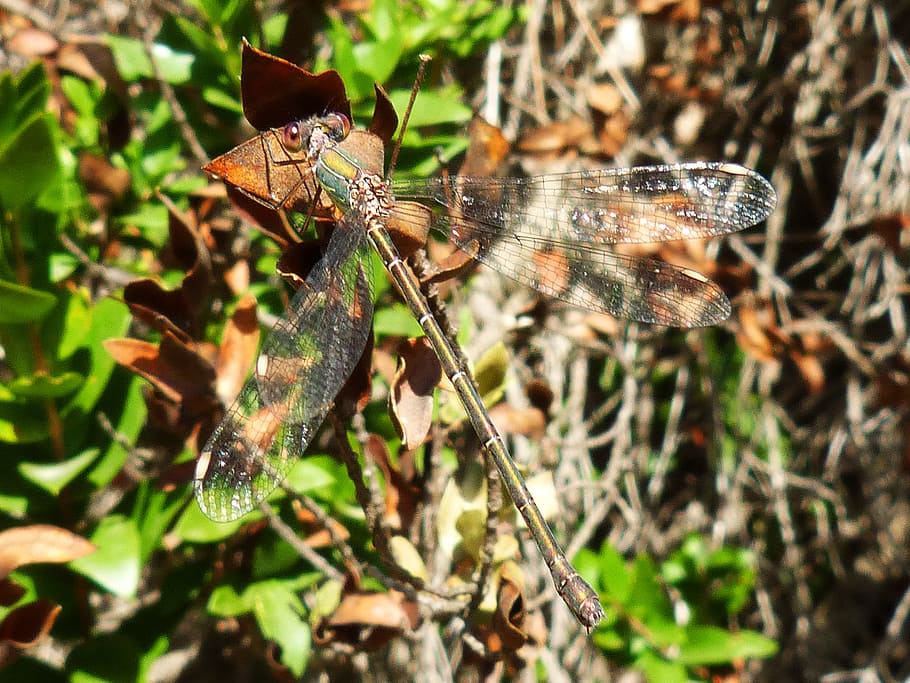 dragonfly, green, branch, stem, wings, invertebrate, animal wildlife HD wallpaper
