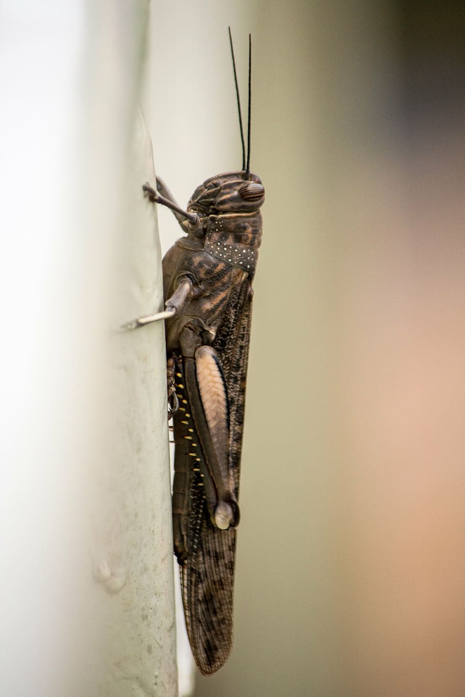 insect, grasshopper, animal, animal themes, one animal, animal wildlife HD wallpaper