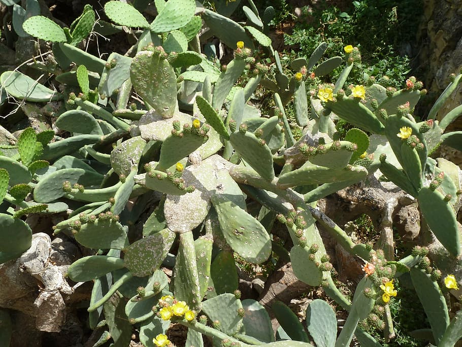 cactus, blossom, bloom, spur, plant, cactus greenhouse, prickly HD wallpaper