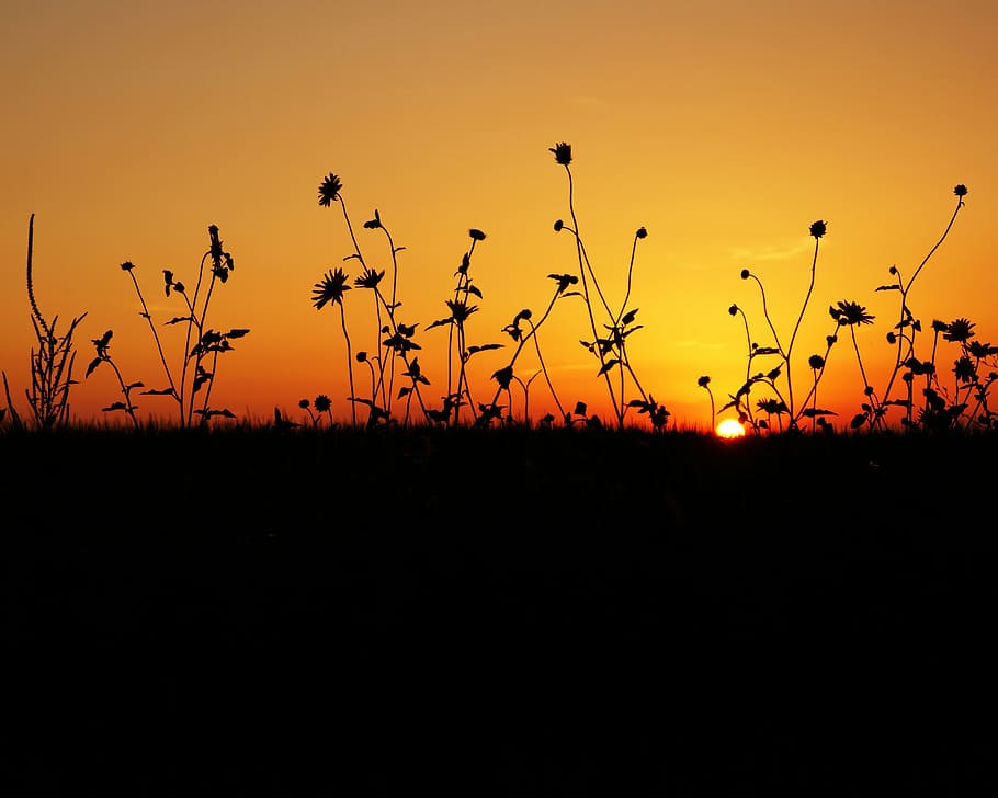 silhouette of flowers during sunset, sunrise, sky, nature, summer HD wallpaper