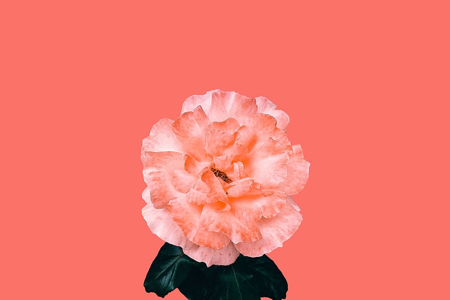 Coral aesthetic HD wallpapers  Pxfuel