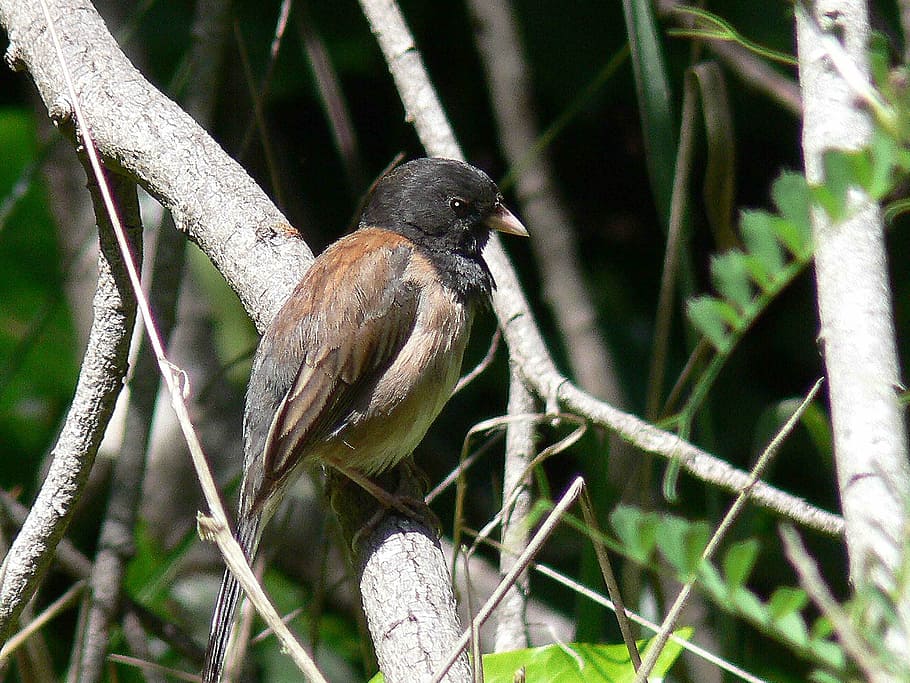 bird, eyed, dark, hyemalis, junco, birds, animals, fauna, vertebrate, HD wallpaper