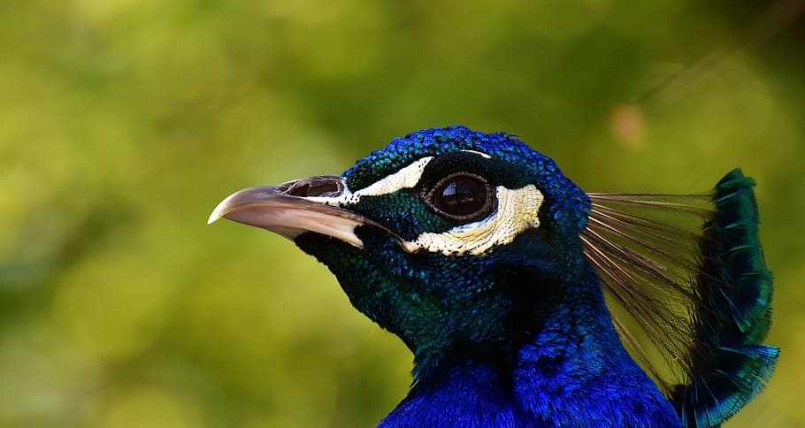 blue and green bird on macro shot, peacock, poultry, feather HD wallpaper