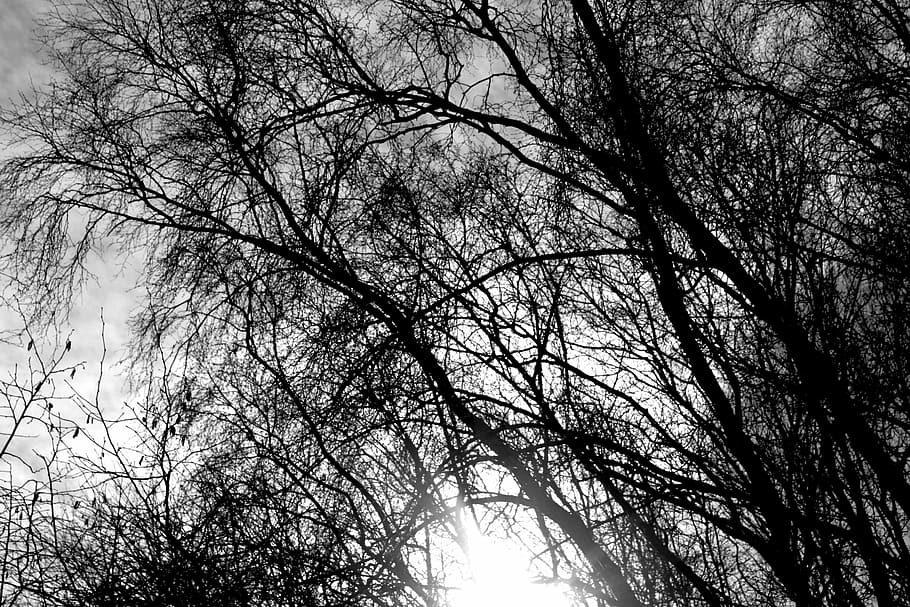 trees, winter, black white, nature, outdoor, cold, branch, backgrounds HD wallpaper