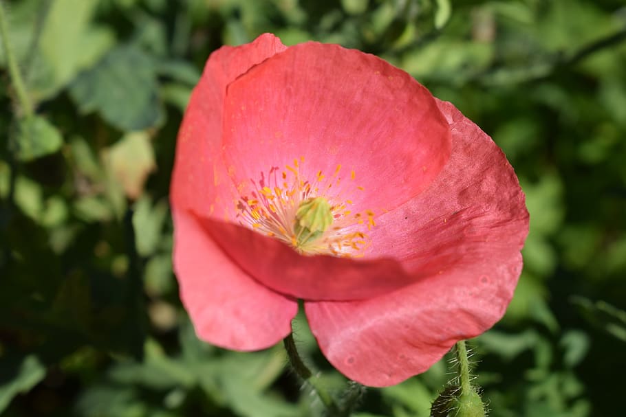 Flowers, Pollen, bright, nature, plant, red, beauty In Nature HD wallpaper