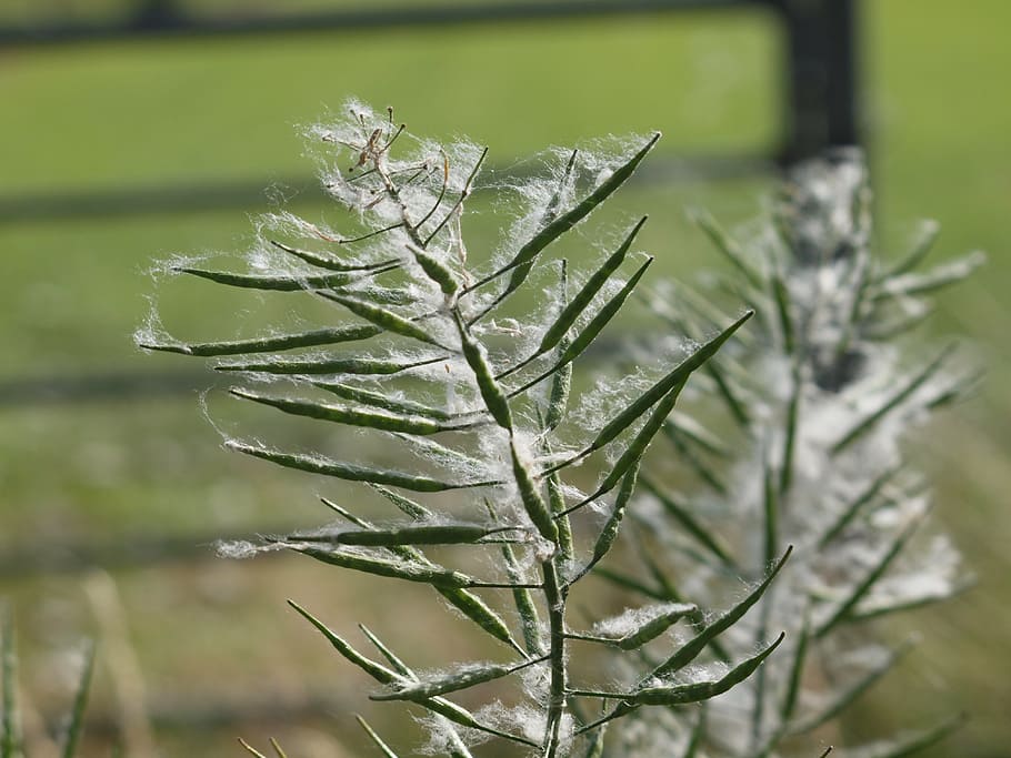 grass, nature, june, plant, close-up, focus on foreground, winter HD wallpaper