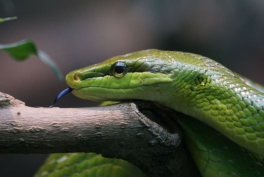 sharpnose snake, non toxic, head, animal, one animal, animal wildlife HD wallpaper