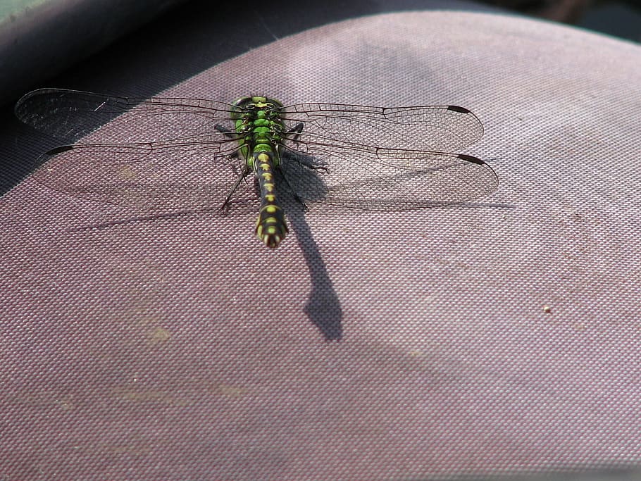 dragonfly, insect, flies, nature, closeup, insects, photo hunt HD wallpaper