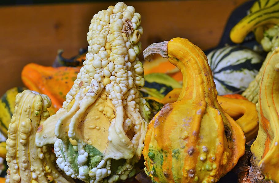 pumpkin, fruit, orange, autumn, cucurbita maxima, choose, large HD wallpaper