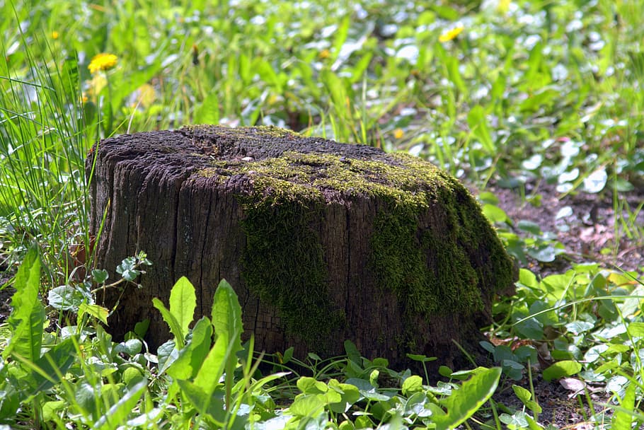 Trunk, Tree, Moss, Old, Cut, omszałe, root, konary, nature HD wallpaper