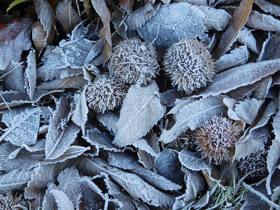 Frost, Forest, Nature, no people, full frame, food and drink HD wallpaper