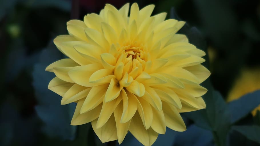 yellow flower, swiss, luzern, flowering plant, close-up, freshness