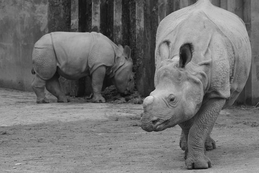 HD wallpaper: rhino, baby rhinoceros, animal, mammal, calf, animal ...