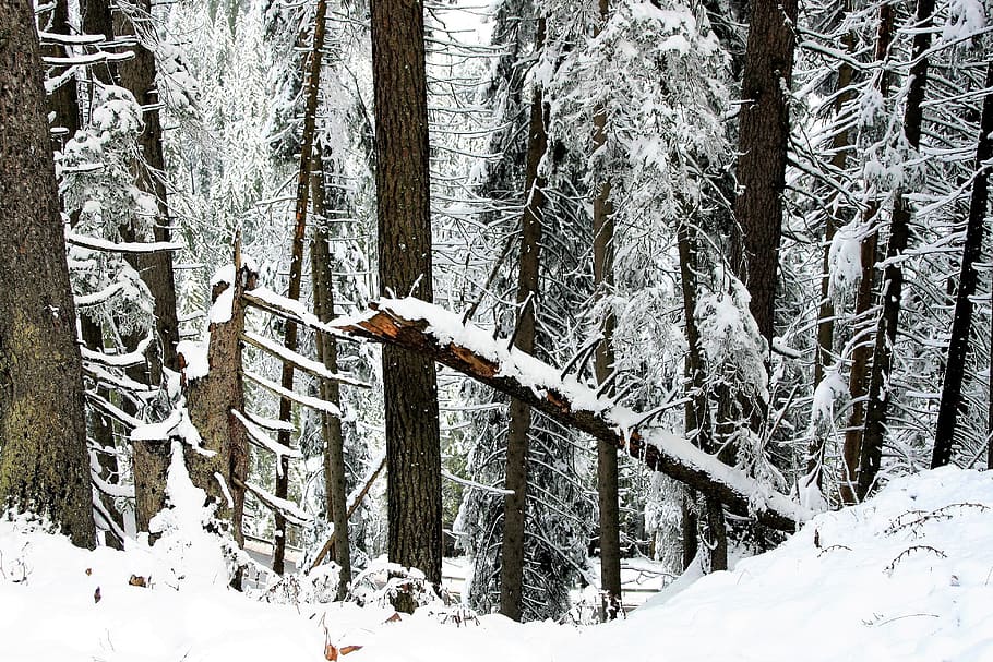 winter, forest, snow, pine, the cold season, scenery, the background HD wallpaper
