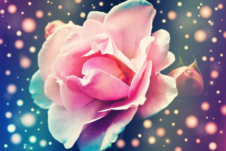 rose, flower, blossom, bloom, plant, fantasy, beauty in nature HD wallpaper