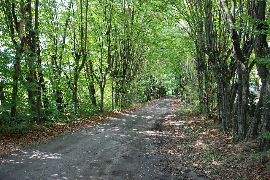 podlaski, breakthrough, the path, way, forest, nature, tree HD wallpaper
