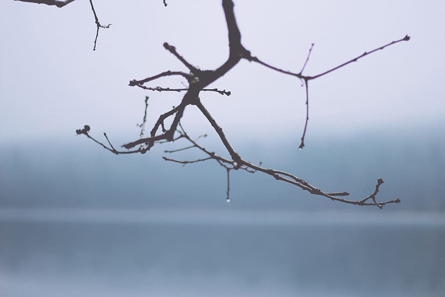 branch, twigs, tree, nature, fall, winter, bare, tree branches HD wallpaper