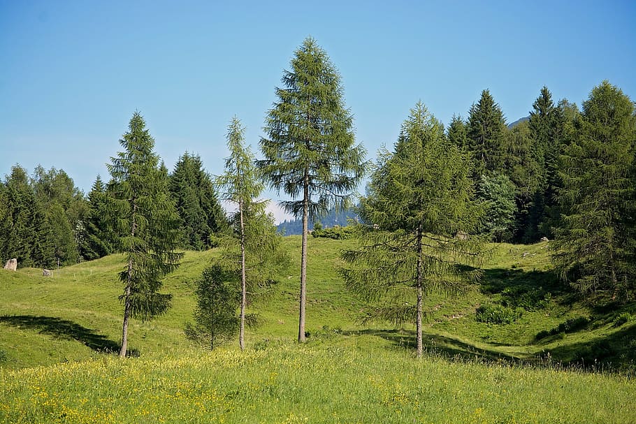 landscape, trees, ways, natural meadows, alpine meadows, sky HD wallpaper