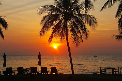 coconut tree near seashore during golden hour, resort, hotel HD wallpaper