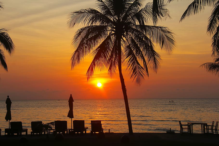 coconut tree near seashore during golden hour, resort, hotel HD wallpaper