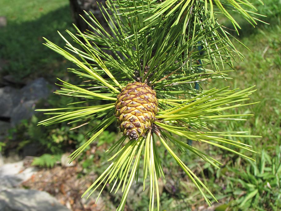 cone, pine, pine cone, tree, green, nature, pinecone, plant HD wallpaper