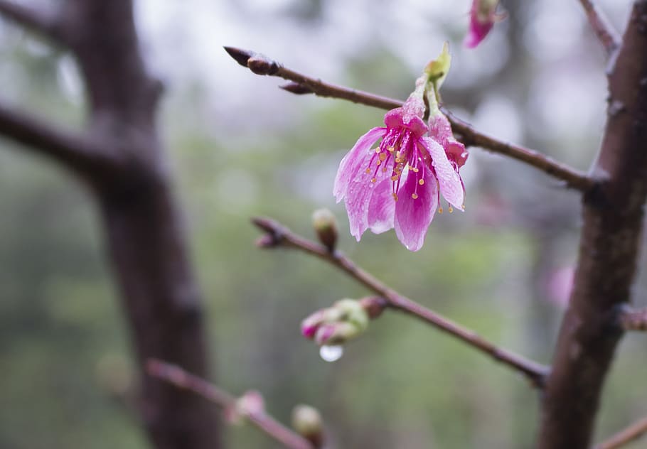 rain, cherry blossom, flower, flowering plant, fragility, freshness HD wallpaper