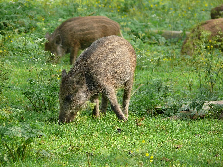 Boar, Meadow, Piglet, Launchy, grass, one animal, animal themes HD wallpaper