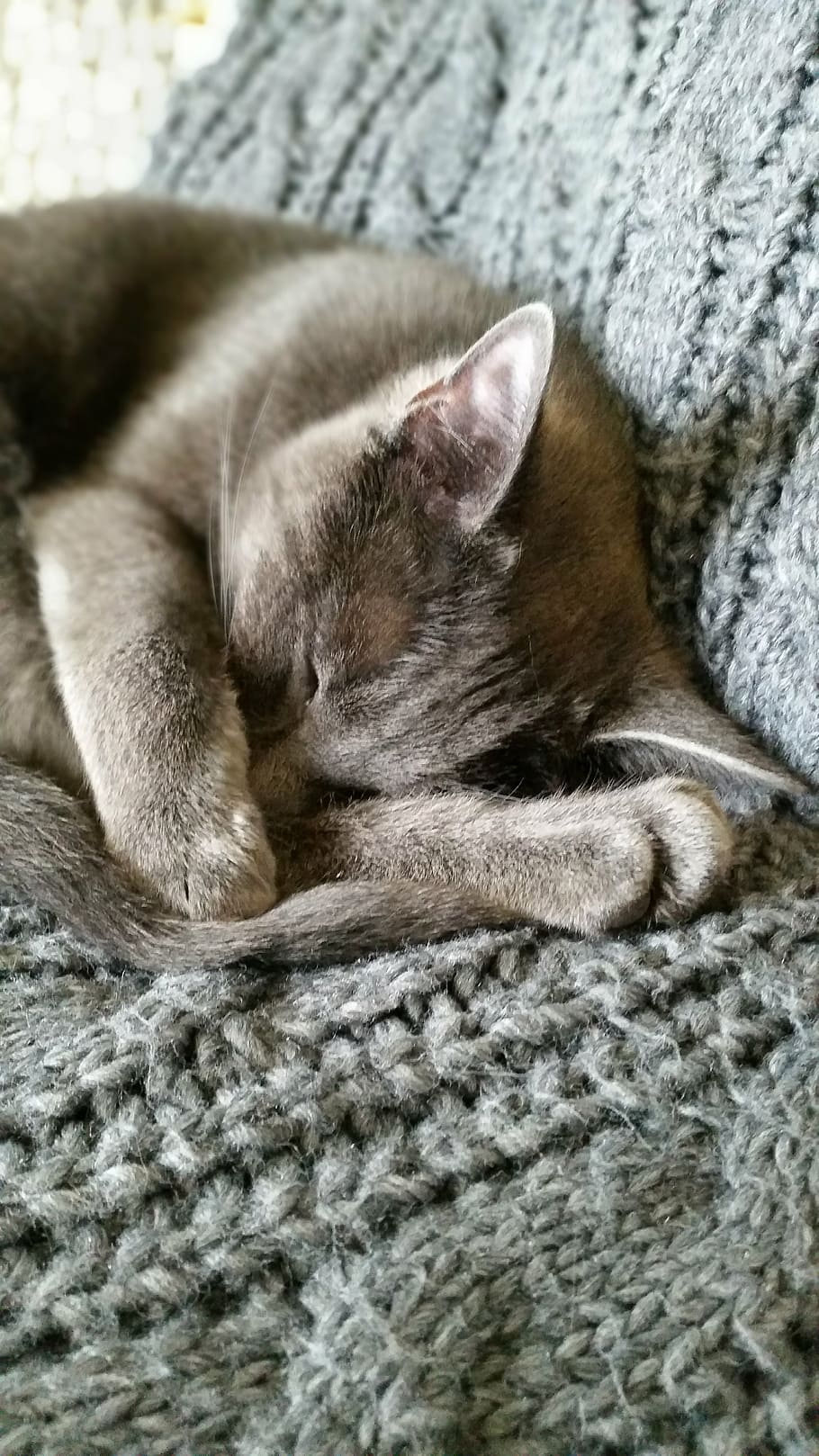 cat, grey, asleep, feline, mammal, domestic, domestic cat, one animal HD wallpaper