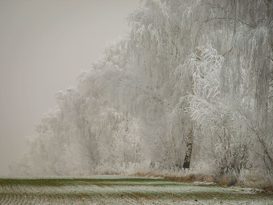 Winter, Snow, Wintry, Landscape, Nature, winter dream, hoarfrost HD wallpaper