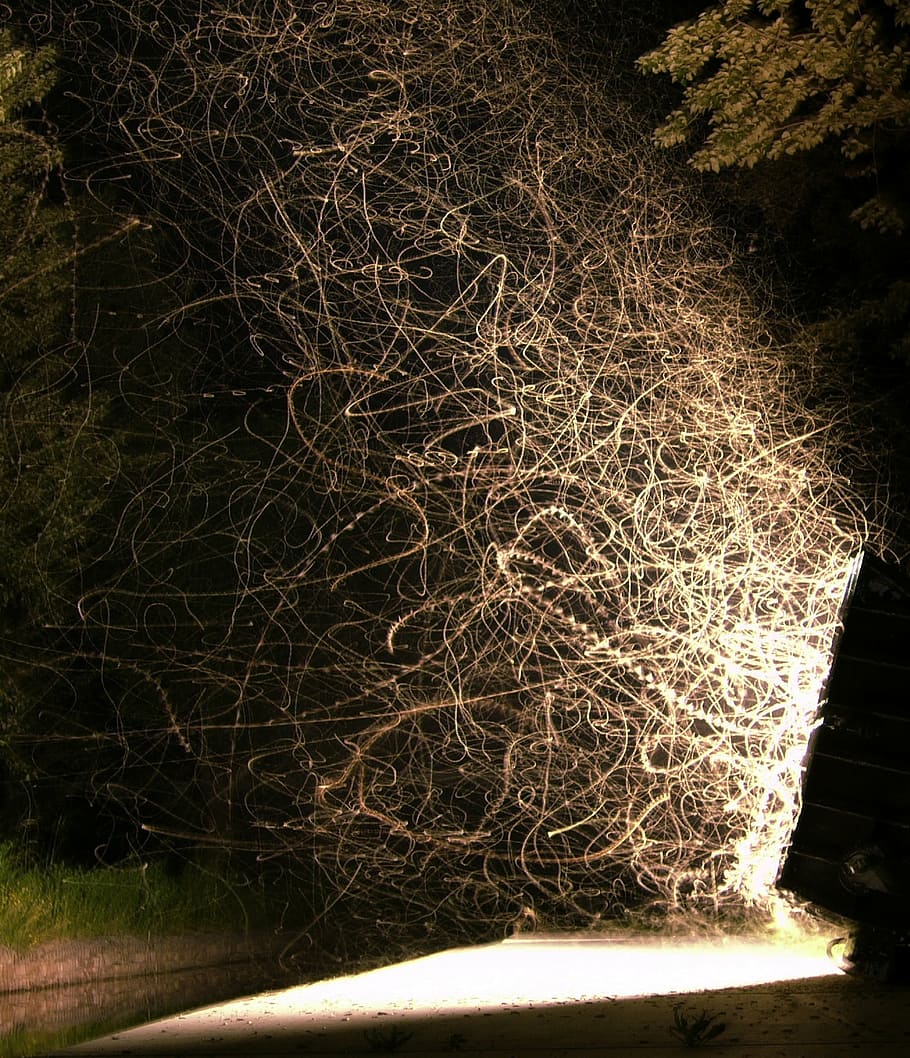light, insect, moths, night, abstract, light trail, nature HD wallpaper
