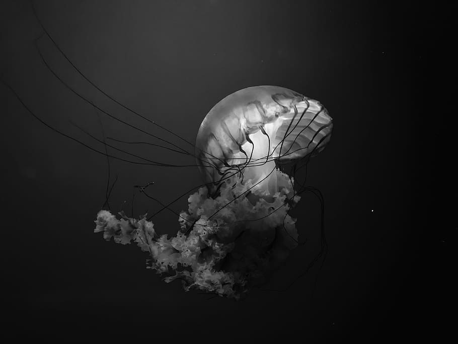 white, glowing, jellyfish, animals in the wild, sea life, invertebrate HD wallpaper
