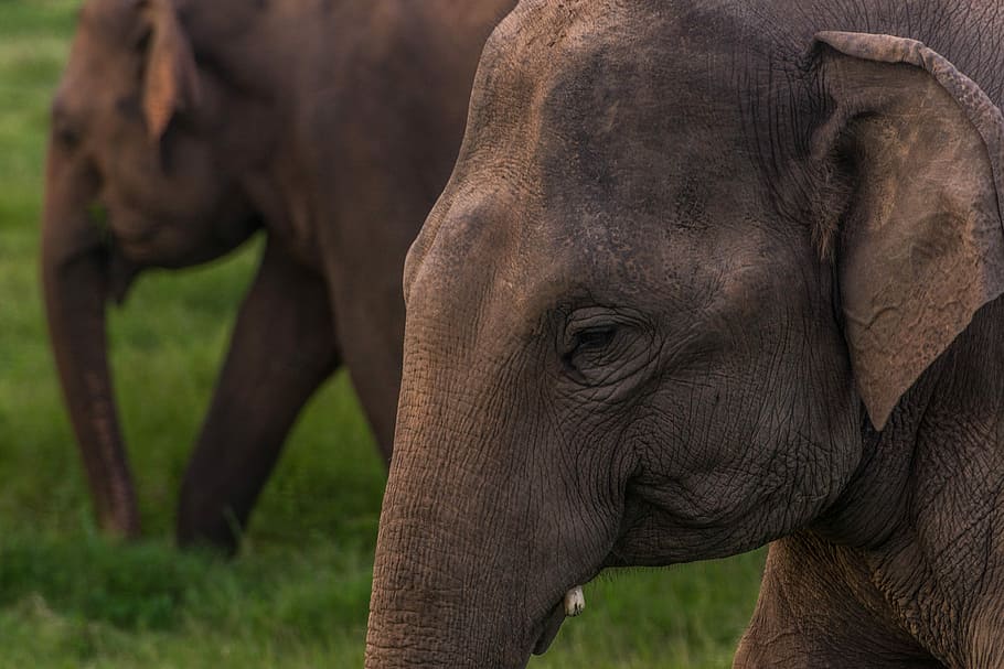 elephants walking on the grass, two brown elephants on green grass field during daytime HD wallpaper